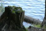 PICTURES/Woods Canyon Lake/t_Mossy Stump.JPG